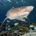 shark_reef_whitetip_1t_srmr_beqa_h_0575_fij9414.jpg